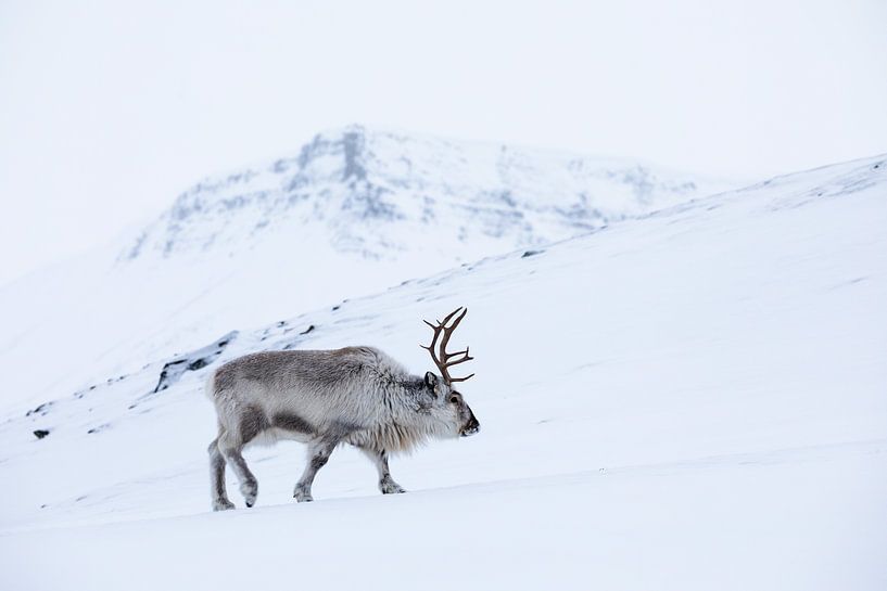 Reindeer in the snow on Spitsbergen by Martijn Smeets