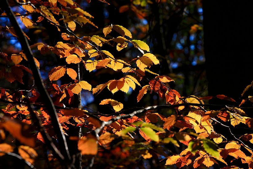 Beech by Thomas Jäger