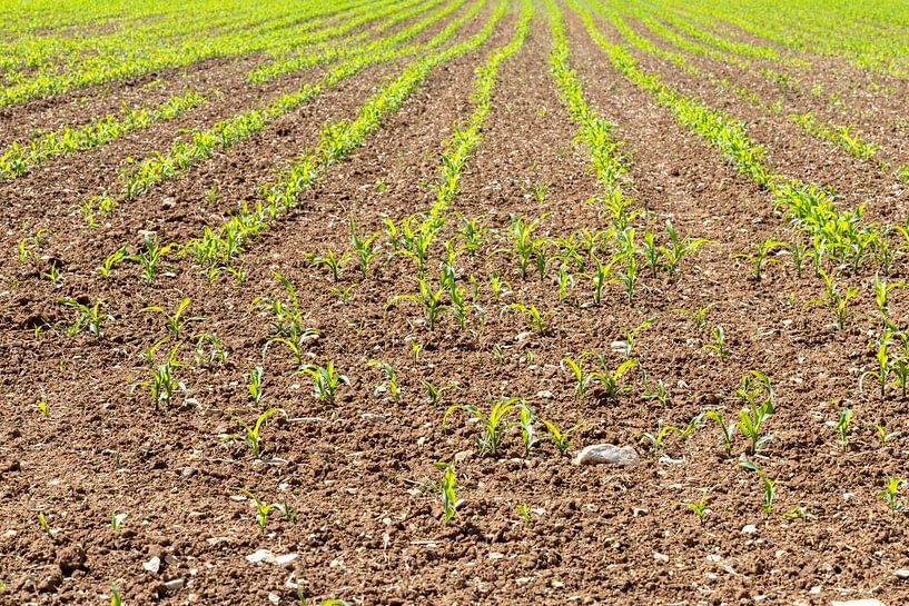 Freshly sown fields in Treuchtlingen, Germany by de-nue-pic