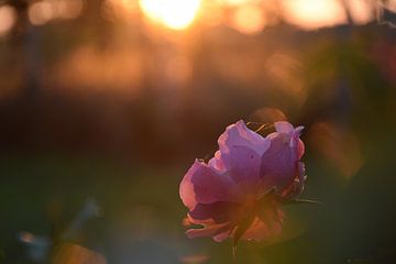 Sunset Rose van Ingrid de Vos - Boom