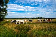 Koeien in de weidehouderij van Tanja Riedel thumbnail