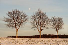 Abendlicht im Winter