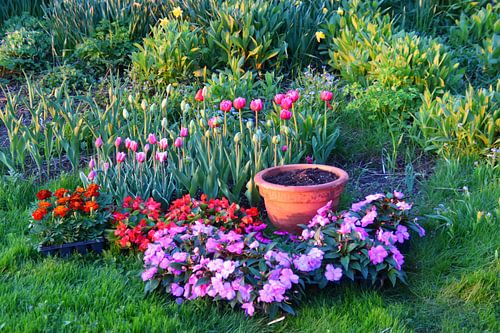 Bloemen in de tuin in de lente