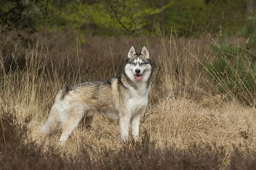 Siberian husky in the heathland
