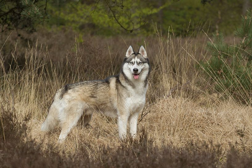 Siberian husky in the heathland van Dagmar Hijmans