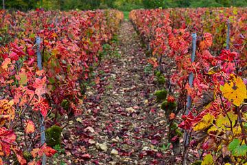 Pinot noir wijngaarden van de Champagnestreek tijdens de herfst - felrood gekleurde bladeren aan de wijnranken van Studio LE-gals