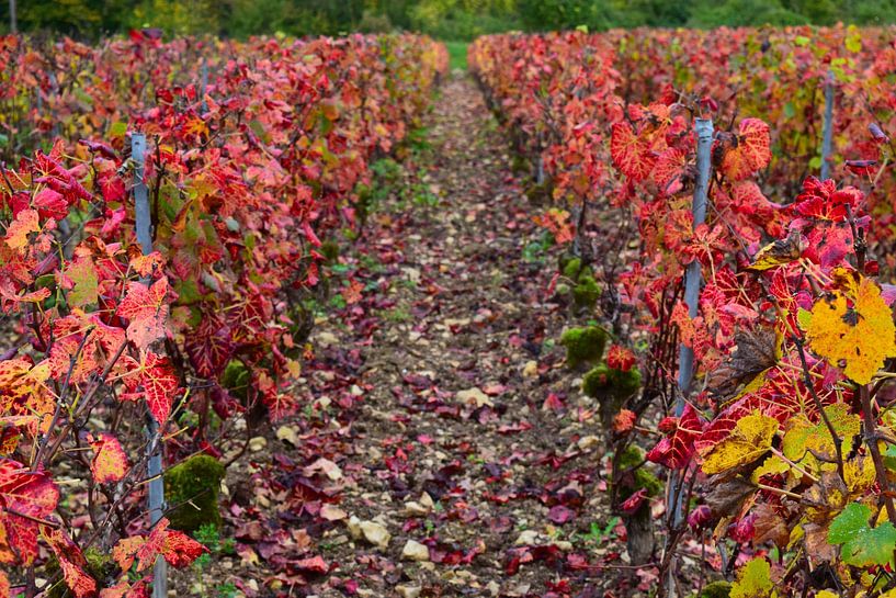 Pinot noir vineyards of the Champagne region during autumn - bright red leaves on the vines by Studio LE-gals