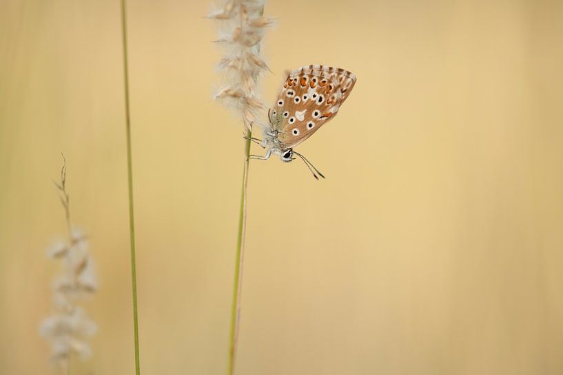 Blassblau von Elles Rijsdijk
