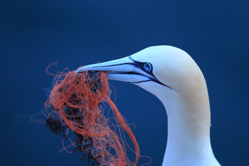 Basstölpel Insel  Helgoland Deutschland von Frank Fichtmüller