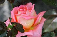 Die rosa Rose von Cornelis (Cees) Cornelissen Miniaturansicht