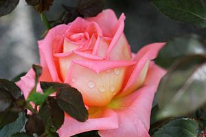 Die rosa Rose von Cornelis (Cees) Cornelissen