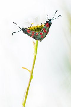 De Sint-jansvlinder van Danny Slijfer Natuurfotografie