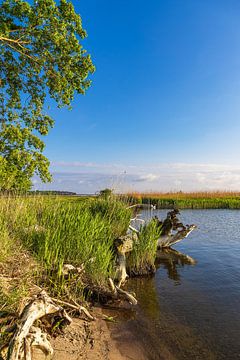 Boomstam op het Achterwasser bij Warthe op het eiland Usedom van Rico Ködder
