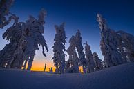 Snowy trees after sunset by Martijn Smeets thumbnail