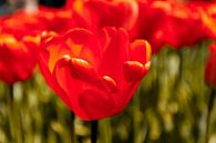 Stralende rode tulpen von Stedom Fotografie Miniaturansicht