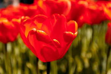 Stralende rode tulpen van Stedom Fotografie