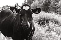 Heinrich the cow