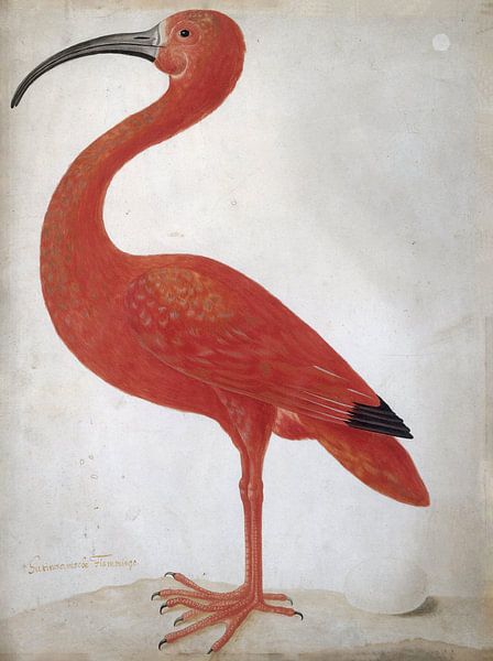 Rode ibis met een ei, Dorothea Maria Gsell van Meesterlijcke Meesters