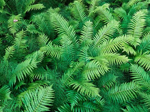 Ferns