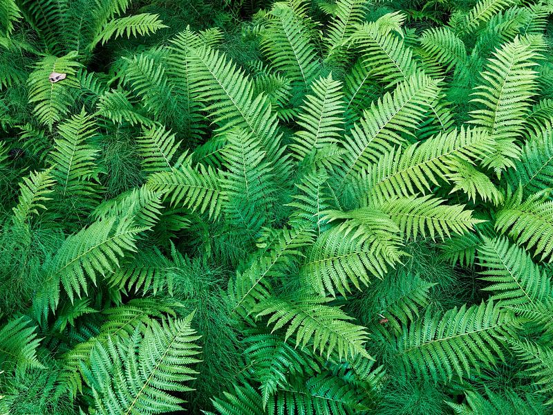 Ferns by Rainer Mirau