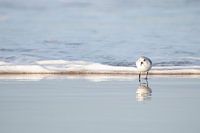 Sanderling | Dutch Dune National Park | Dutch Beach