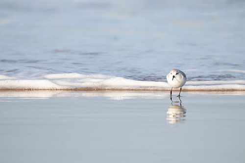 Sanderling | National Park Hollandse Duin | Holländischer Strand
