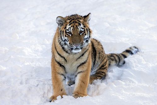 Ein Tigerjunges genießt den Schnee