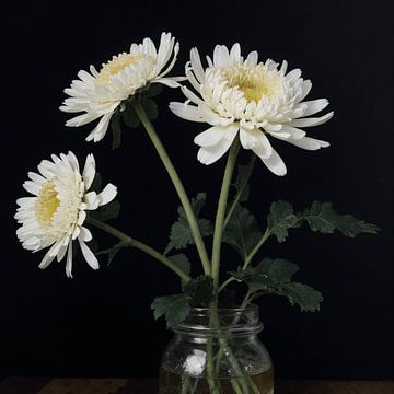 Drie Daisies van Matteo Bellini