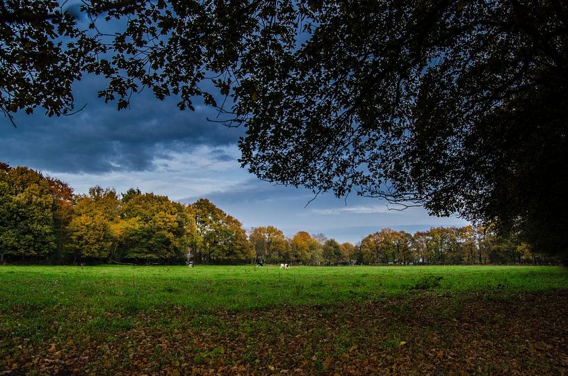 The Veluwe Orderbos by RB-Photography