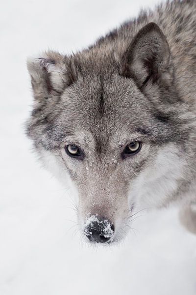 Rustige, zelfverzekerde blik van een wolf, van Michael Semenov