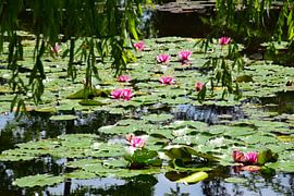 Waterlilies of Monet by Ingrid de Vos - Boom
