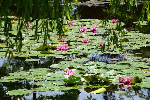 Waterlelies van Monet