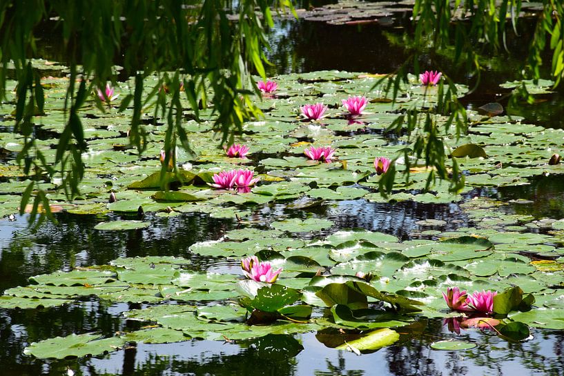Waterlelies van Monet van Ingrid de Vos - Boom
