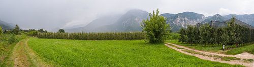 orchard in the Dolomites