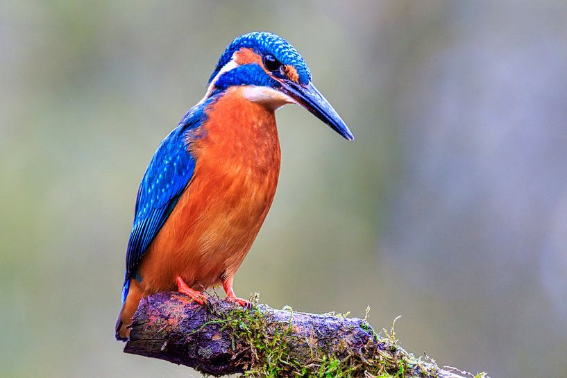 Porträt der Jagd Eisvogel von Henk van Dijk