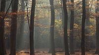 Silhouetten in herfst kleuren
