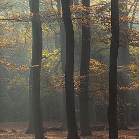 Silhouettes aux couleurs de l'automne sur P Leydekkers - van Impelen