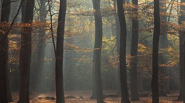 Silhouetten in herfst kleuren van P Leydekkers - van Impelen