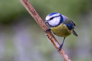 Mésange bleue