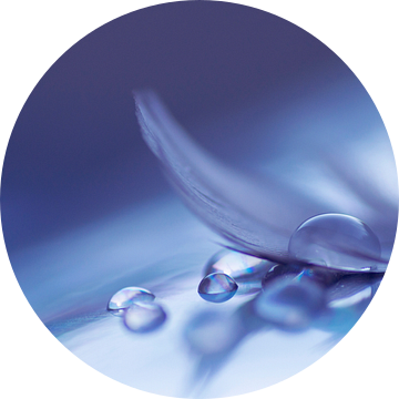 Soft colored drops ( Druppels en een veer in een blauwe tint) van Birgitte Bergman