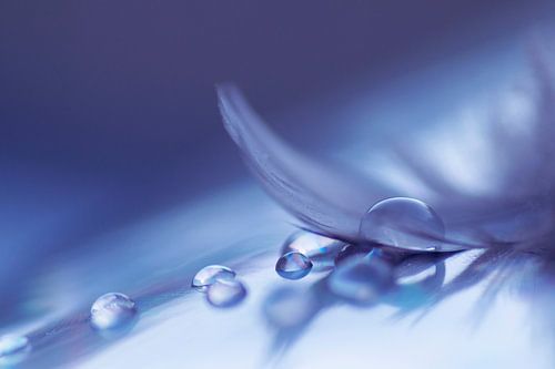 Soft colored drops ( Druppels en een veer in een blauwe tint)