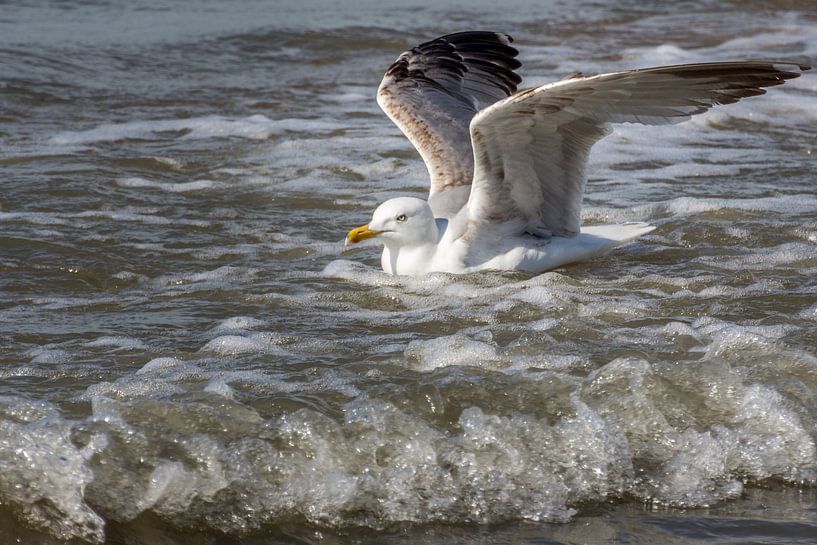 Bootje varen op de Noordzee van didier de borle