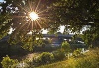 Zonnester