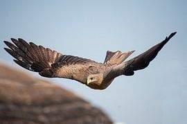 Afrikaadler von linda ter Braak