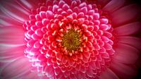 Roze Gerbera - Pink Gerbera 