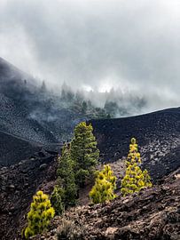 Ruta de los Volcanos