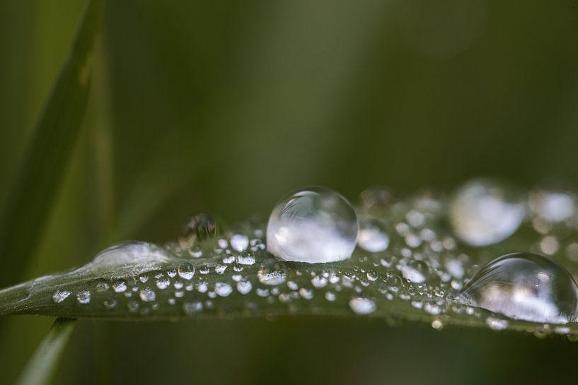 drops on blade of grass by Monique de Koning