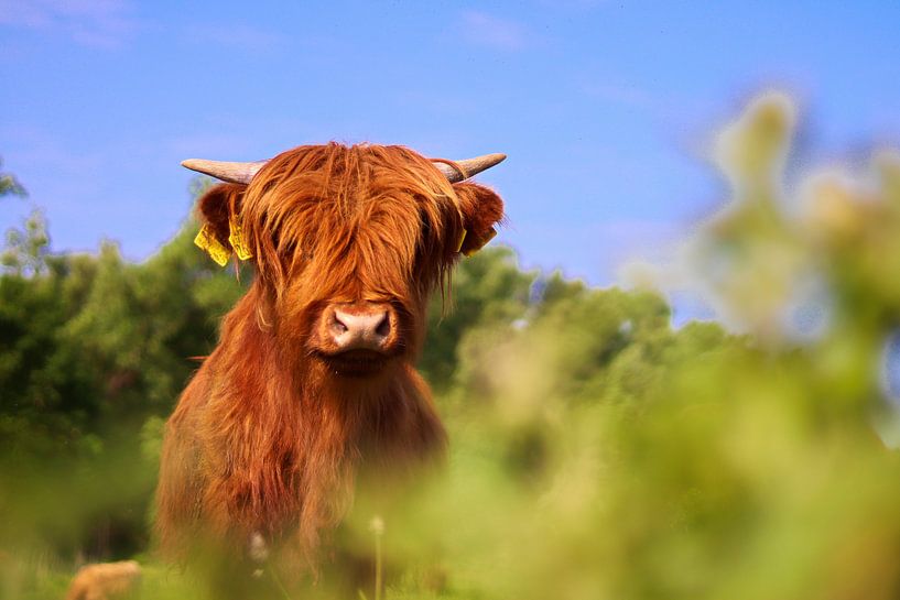 Prachtig portret van een schotse hooglander van Chantal