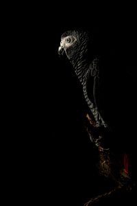 Psittacus erithacus