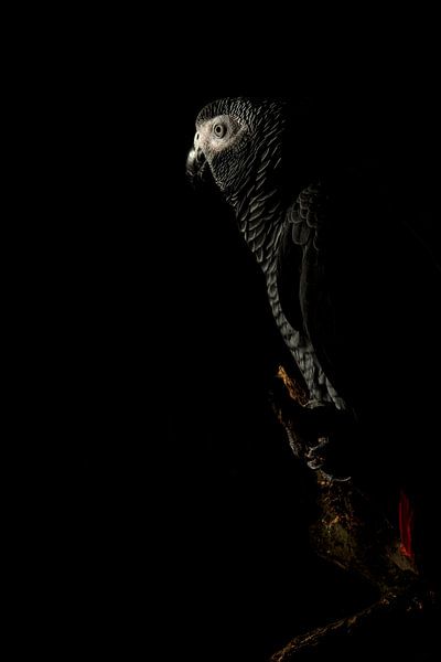 Grijze roodstaart papegaai (Kongo) van Rob Smit